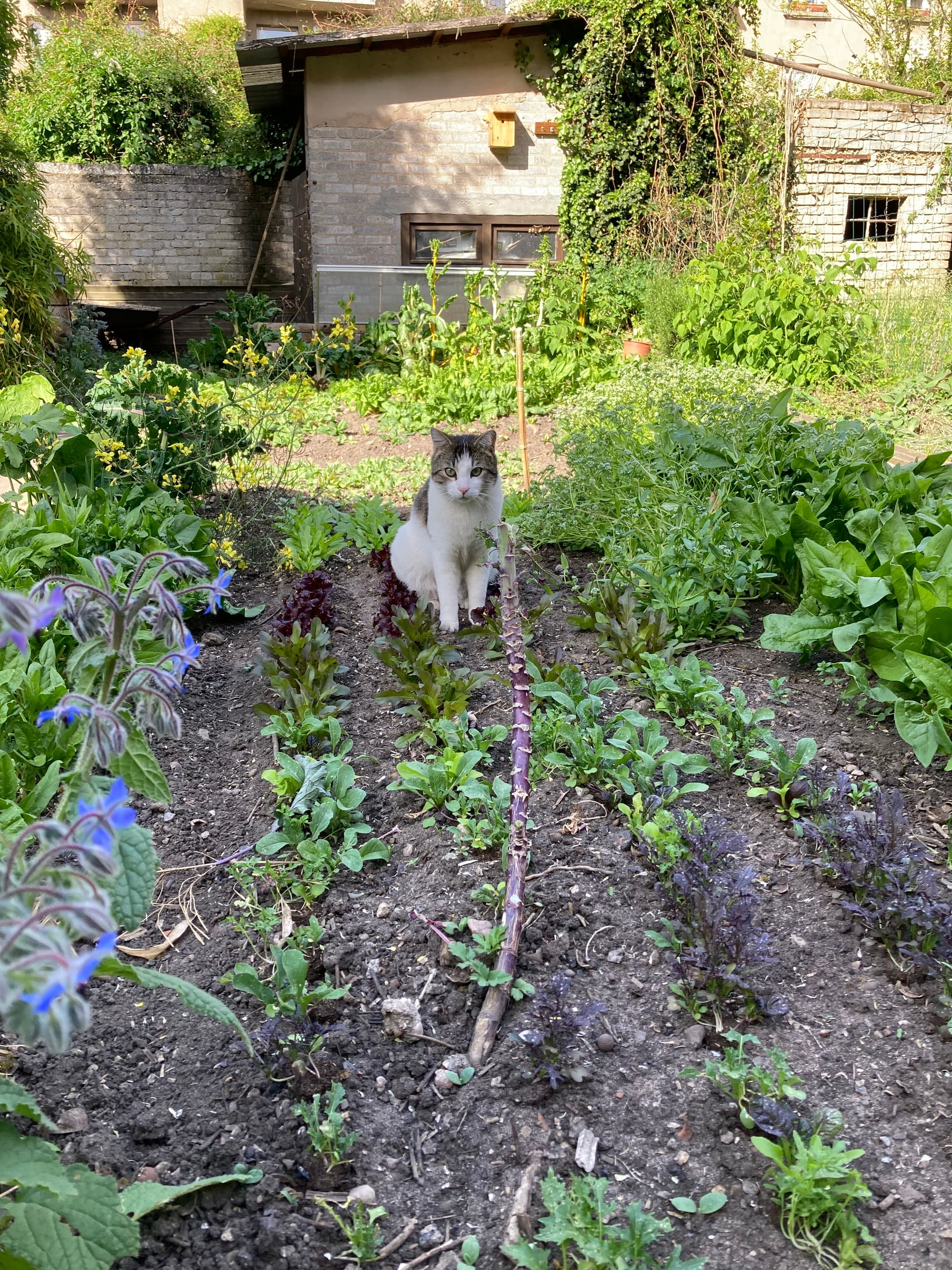 Un bout de potager à Montigny : avec deux chats pour le veiller (ici Athéna)