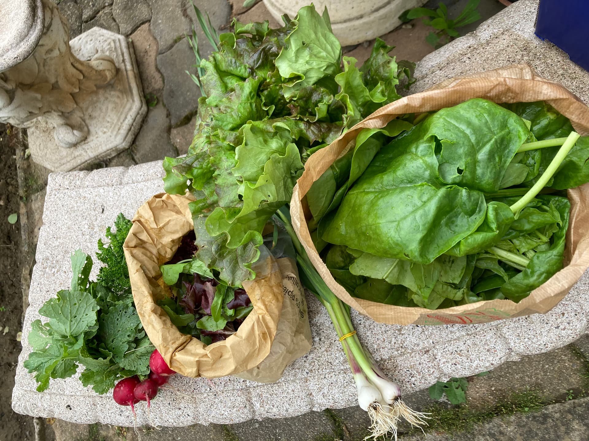 Panier de légumes du printemps : épinards, mesclun, persil, radis, aillet
