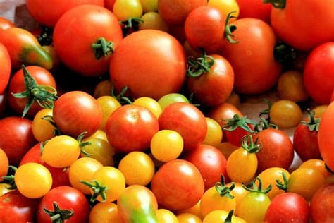 Tomate