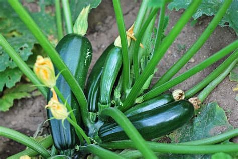 Courgette
