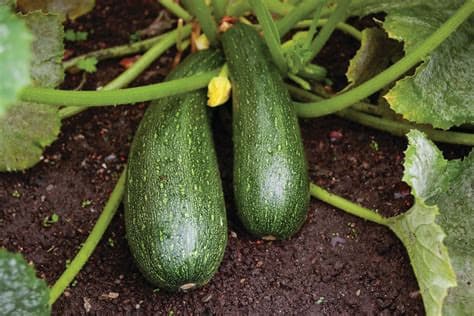 Courgette - gros calibre